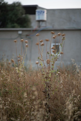 [Maintenance] Weed Control